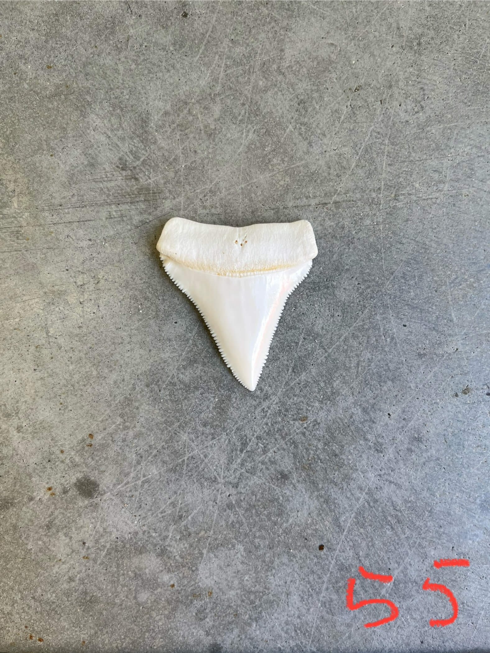 White Shark tooth #55