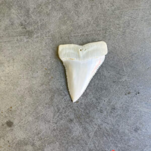 White Shark tooth #101