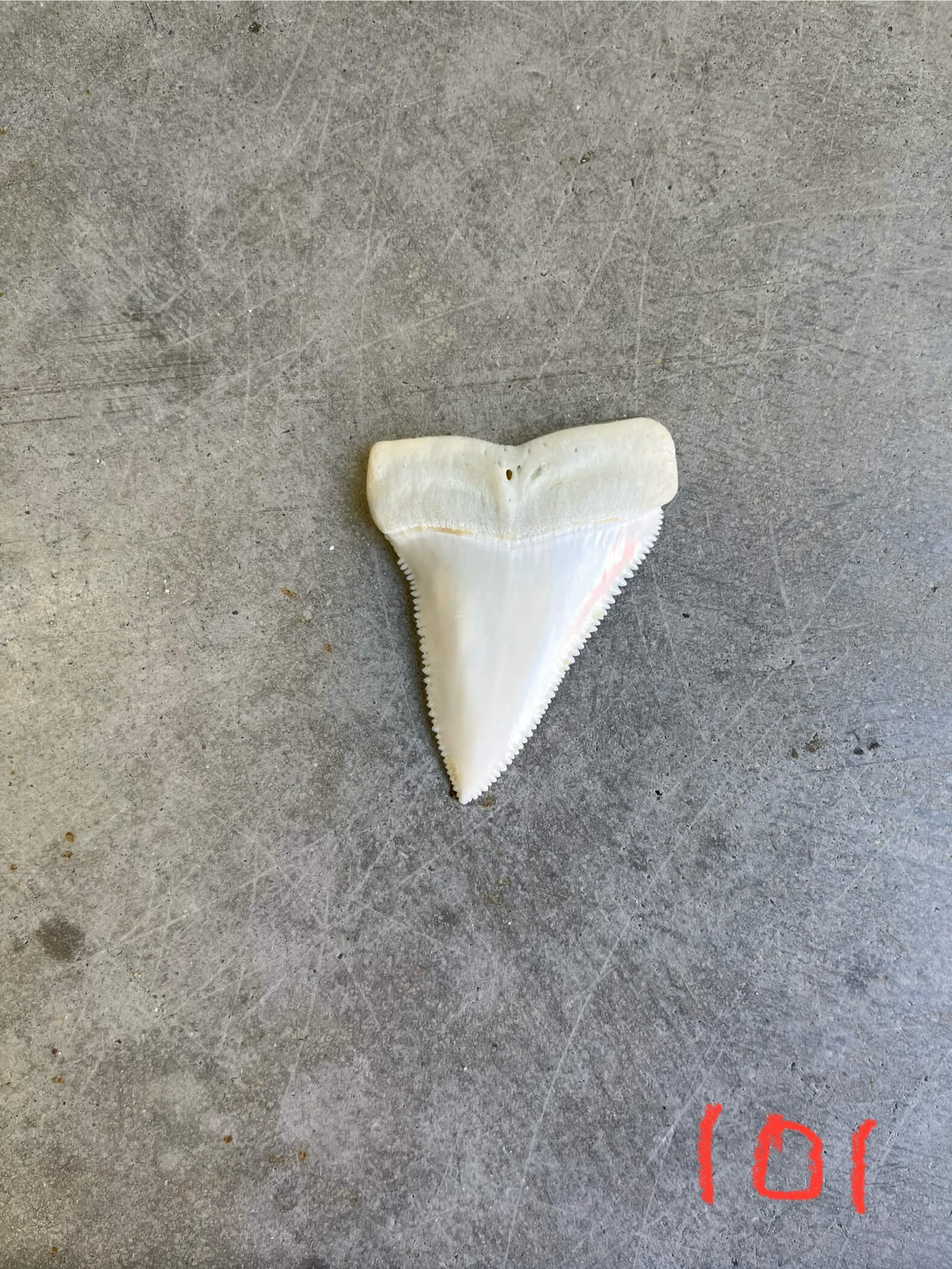 White Shark tooth #101
