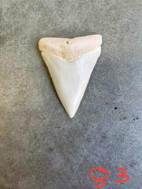 White Shark tooth #83