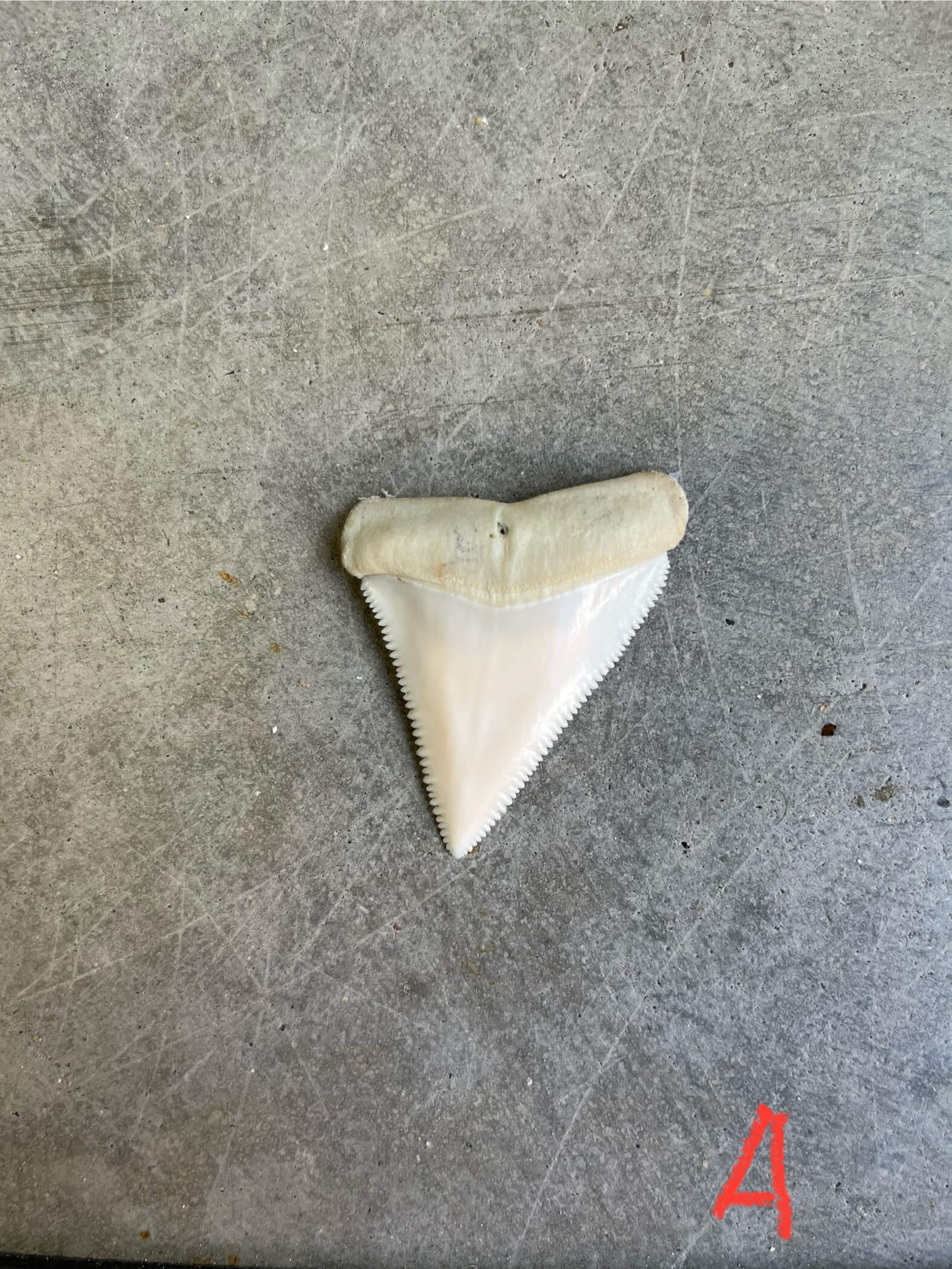 White Shark tooth A