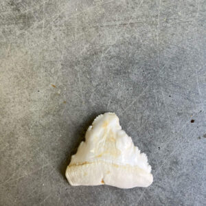 White Shark tooth #90