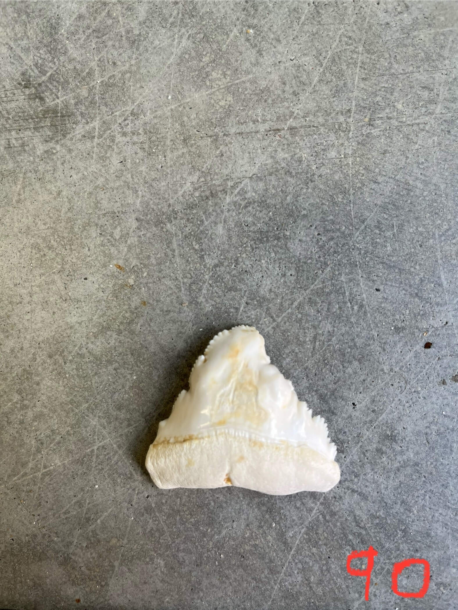 White Shark tooth #90