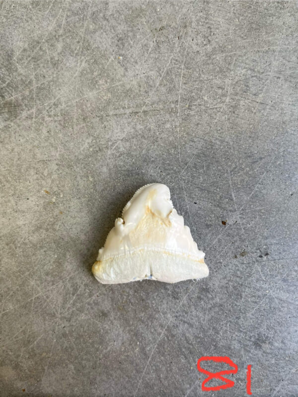 White Shark tooth #81