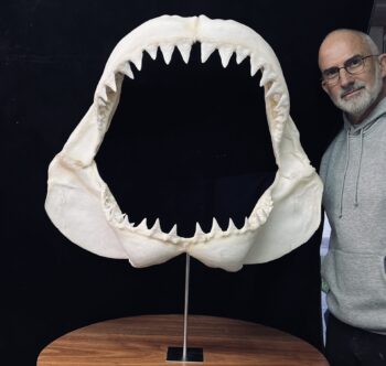Large mounted 1980's white shark jaw