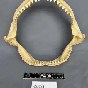 Oceanic Whitetip (Carcharhinus longimanus)