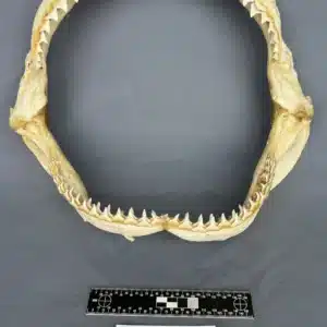 Oceanic Whitetip (Carcharhinus longimanus)