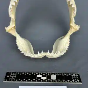 Oceanic Whitetip (Carcharhinus longimanus)