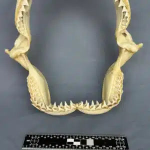 Oceanic Whitetip (Carcharhinus longimanus)