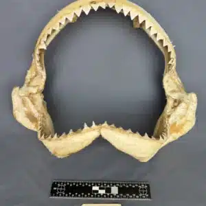 Oceanic Whitetip (Carcharhinus longimanus)