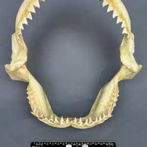 Oceanic Whitetip (Carcharhinus longimanus)