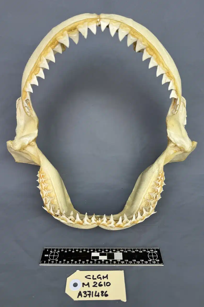 Oceanic Whitetip (Carcharhinus longimanus)