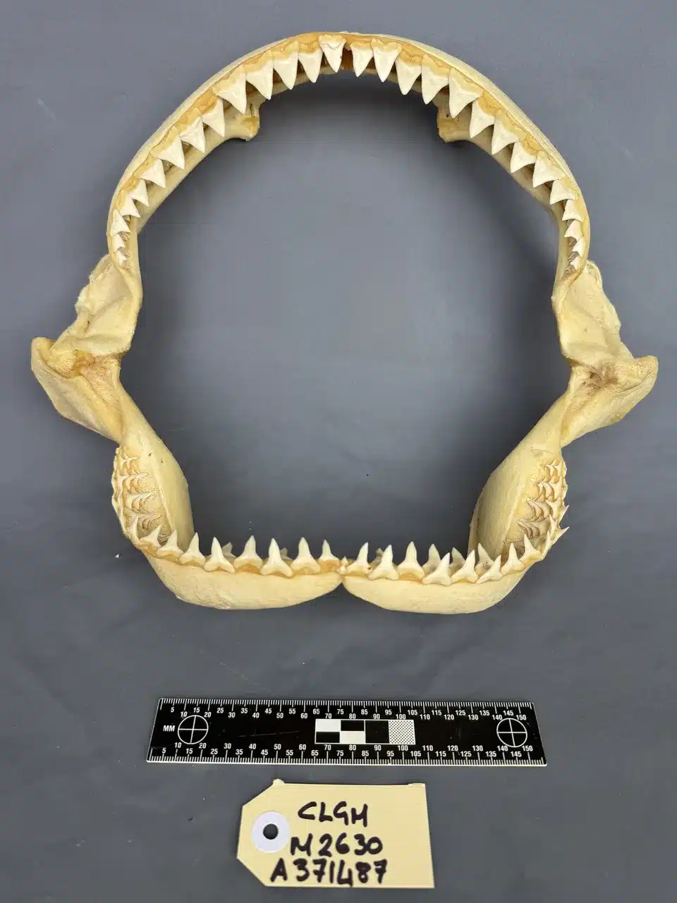 Oceanic Whitetip (Carcharhinus longimanus)