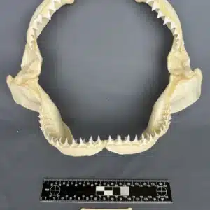 Oceanic Whitetip (Carcharhinus longimanus)