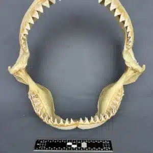 Oceanic Whitetip (Carcharhinus longimanus)