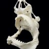 Bull shark skull