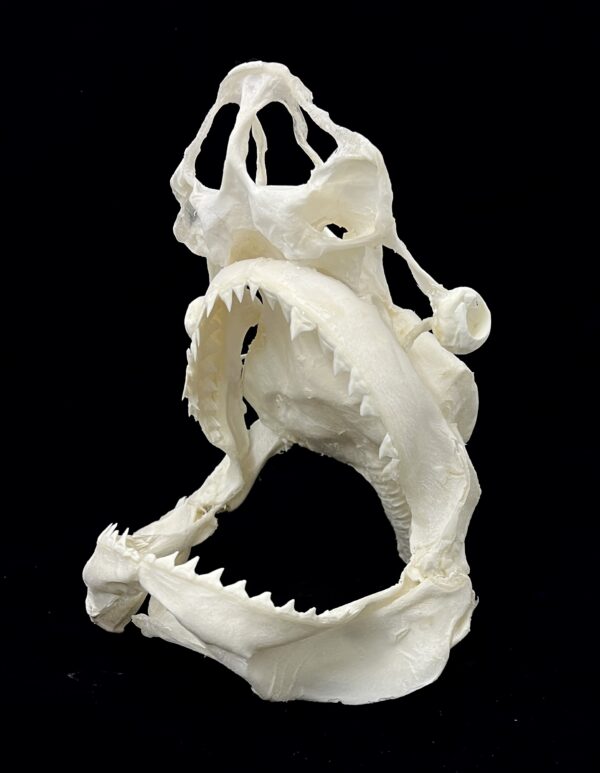 Bull shark skull