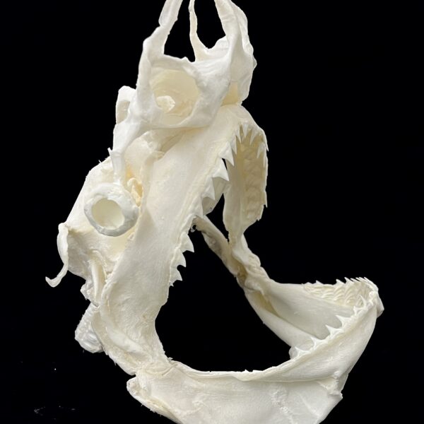 Shark Jaws & Teeth For Sale - Elasmo-Morph Shop