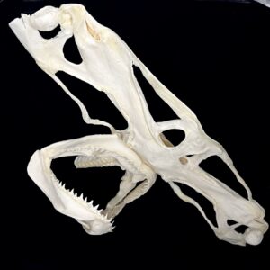 Hammerhead shark skull