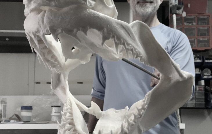 Mako shark, Hammerhead and Bull shark skulls in an exciting display at Sorrento hotel, Victoria.