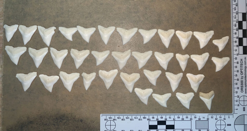 Bull Shark Tooth for Sale - Elasmo-Morph