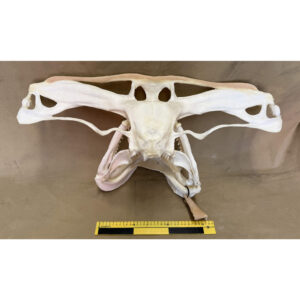 Great hammerhead shark skull (75cm width)