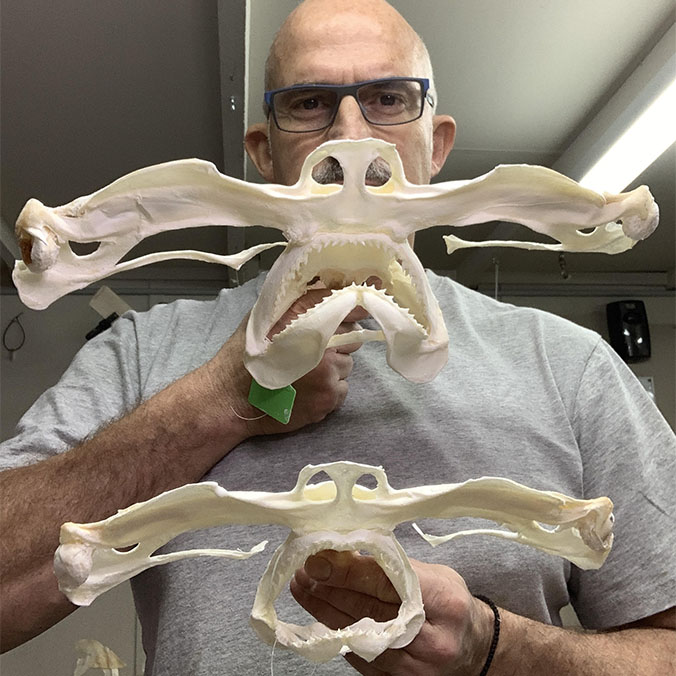 Hammer head shark skulls