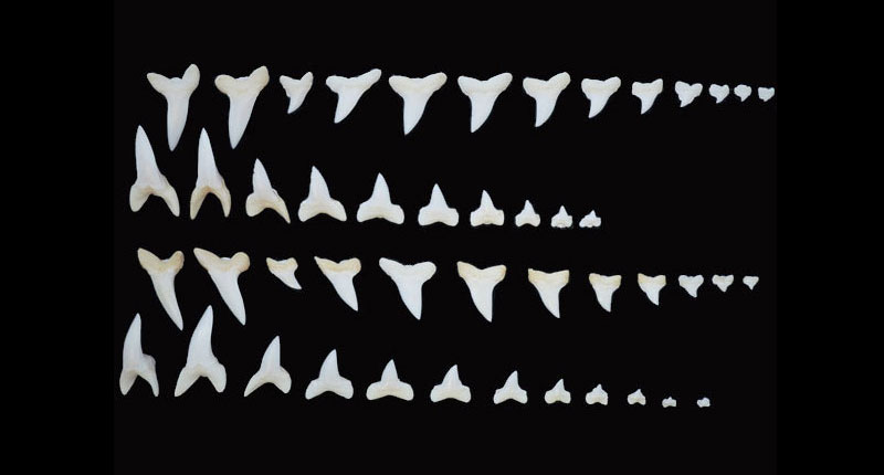 shark teeth silhouette