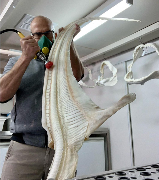 Cleaning the Thresh shark  vertebrae..