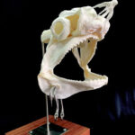 Thresher shark jaw mounted on timber base