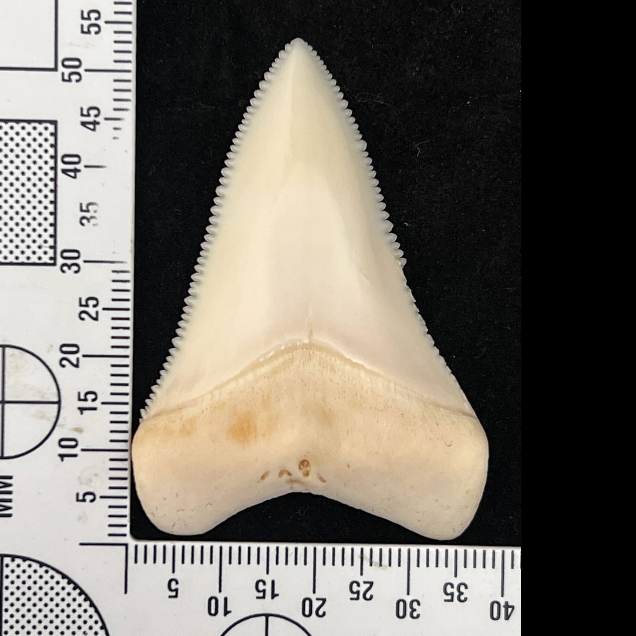 white-shark-tooth-(53.13mm-x-36.93mm) White Shark Tooth for sale. Dimensions 53.13mm x 36.93mm.