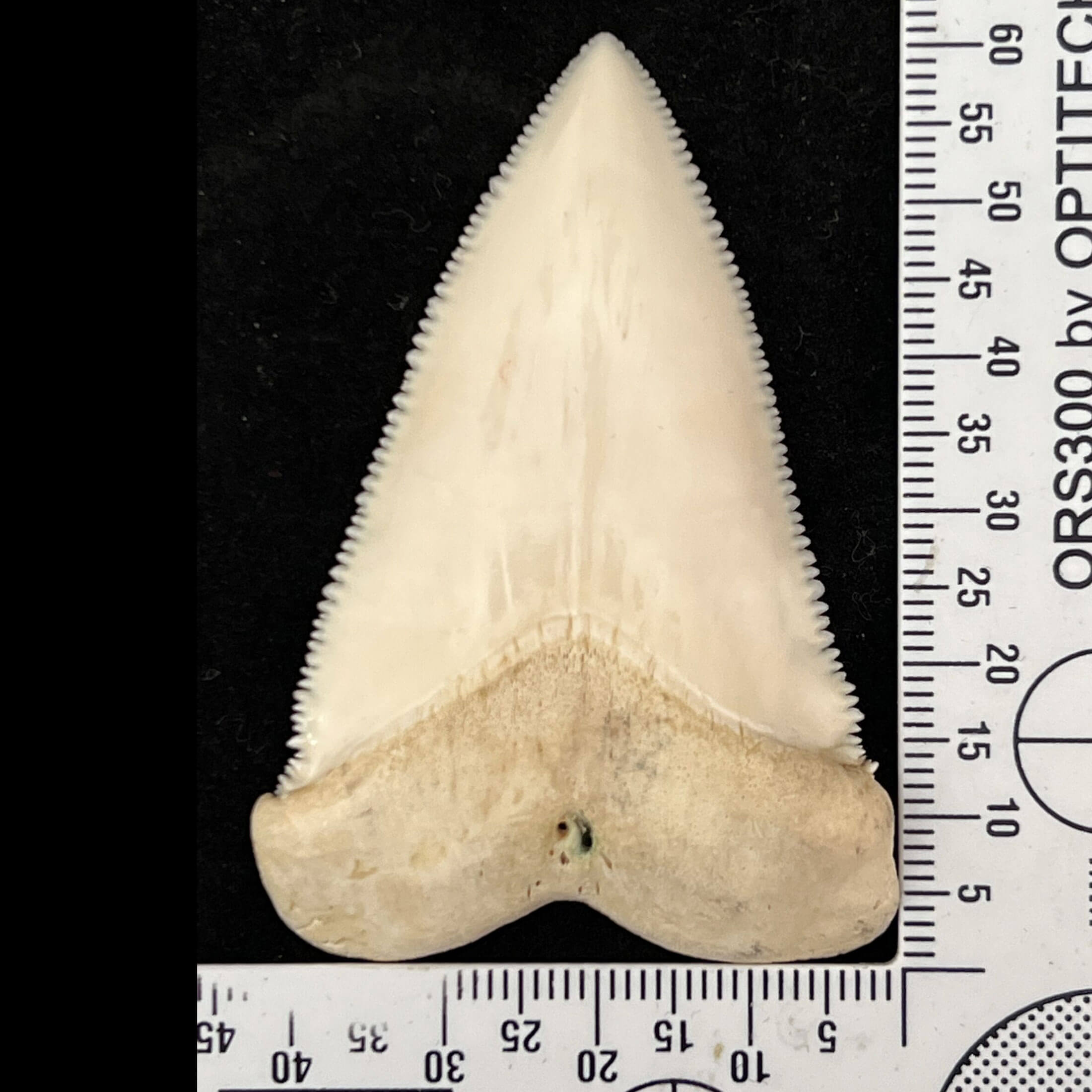 White Shark Tooth for sale. Dimensions: 60.95mm x 41.78mm SOLD SOLD SOLD SOLD