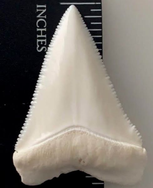 White shark tooth.