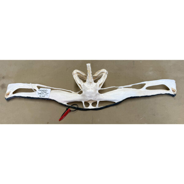Winghead shark jaw - Rear (64cm width)