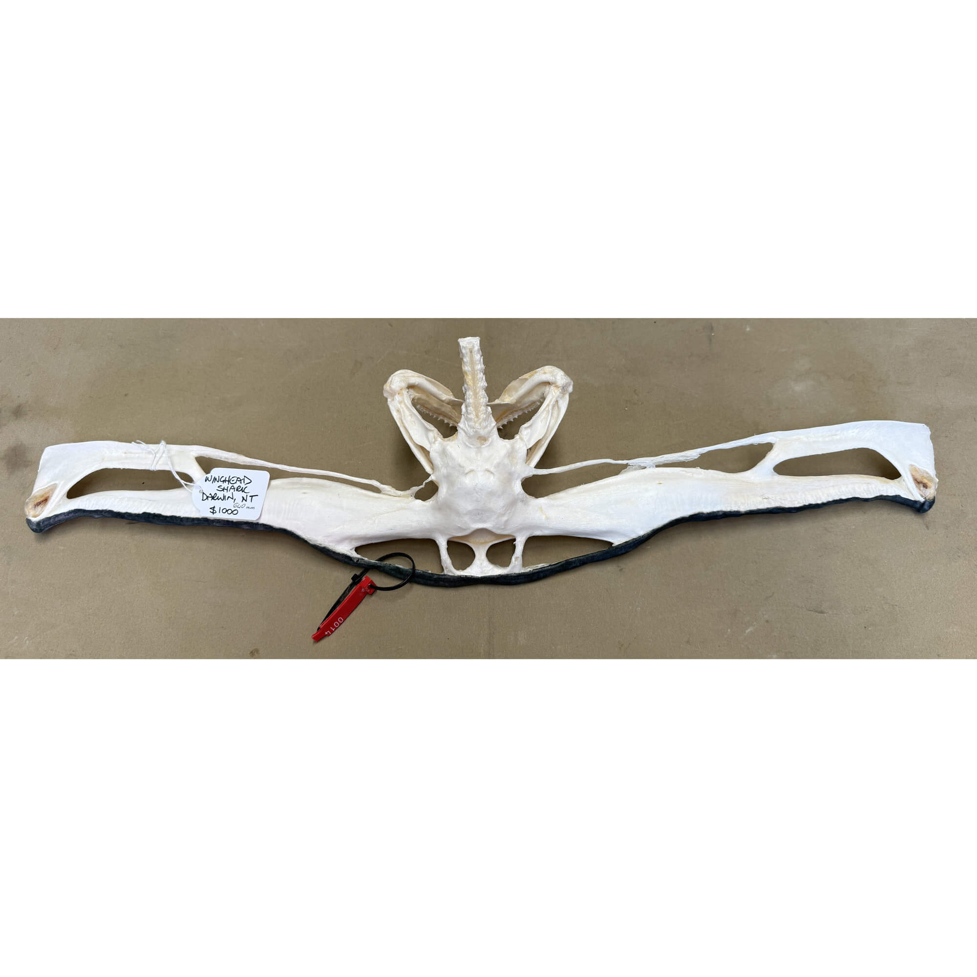 Winghead shark jaw - Rear (64cm width)