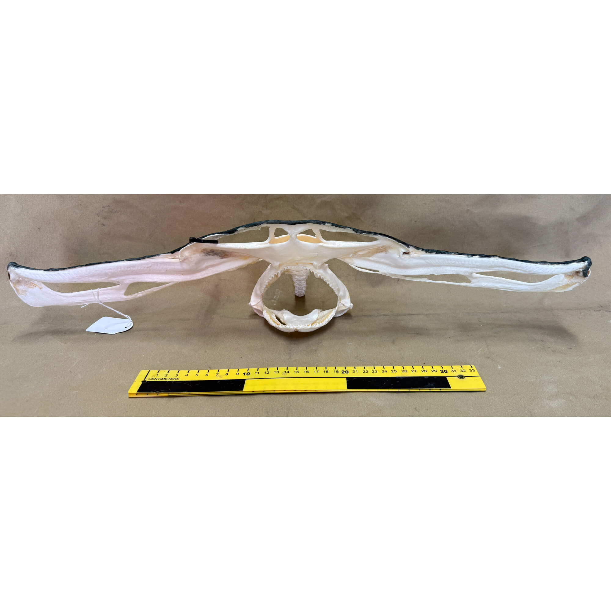 Winghead shark jaw - Front (64cm width)